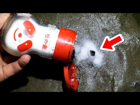 味の素を砂浜にかけると飛び出してくる生き物【ENG SUB】