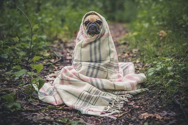 フランスのペット事情。毎年10万匹の犬・猫をバカンス前に捨てる国はどう変わる？ | mousouadvisor