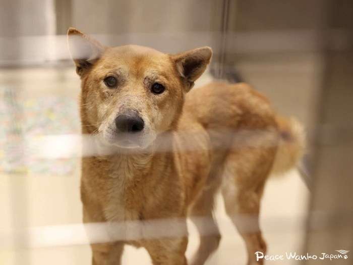 【速報・環境省発表】2023年度の犬・猫の殺処分数が9,017頭に減少。過去最少を更新 - ピースワンコ・ジャパン