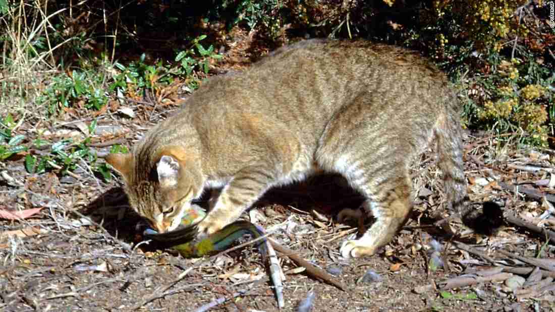 野良猫２００万匹の駆除、オーストラリアが目指す理由(1/2) - CNN.co.jp