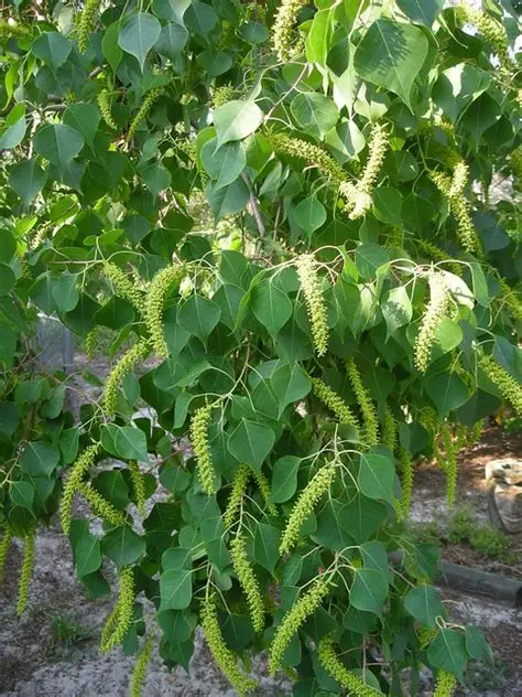 【ガーデニング】ガルちゃん園芸部【花・植物】part.47