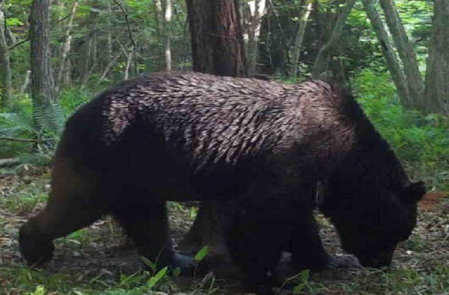 牛襲い続けた「怪物ヒグマ」OSO18…“肉の味”教えたのは人か 進む巨大化と求められる対策（北海道ニュースUHB） - Yahoo!ニュース