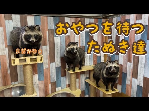 おやつを待つたぬき達 Tanuki waiting for a snack