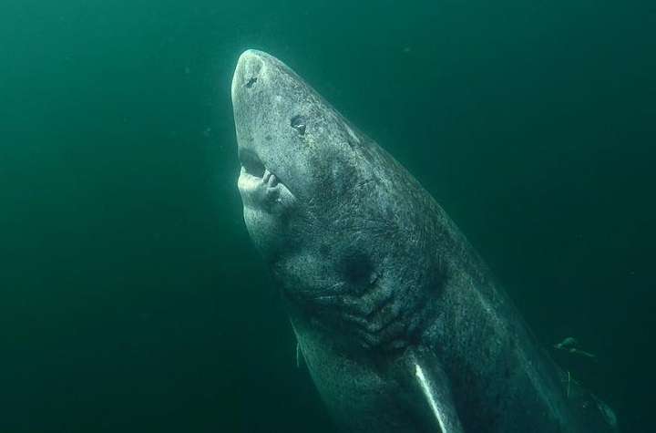 推定500歳！地上で最古の脊椎動物はガリレオの時代から生きてきた｜ニューズウィーク日本版 オフィシャルサイト