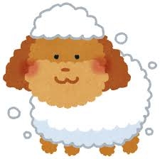犬のシャンプー