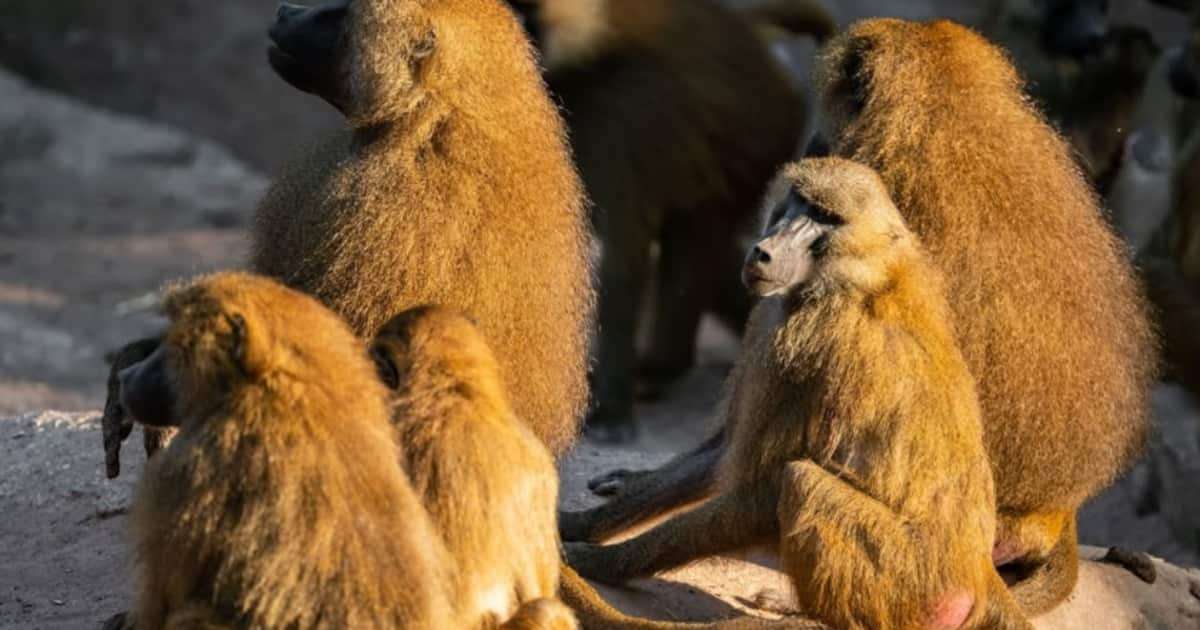 ドイツの動物園、ヒヒ12頭射殺　個体数増で飼育環境「過密」理由に　抗議活動の7人逮捕 - 産経ニュース