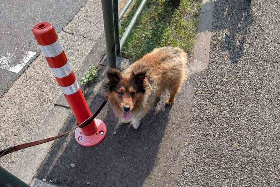 「こんなの虐待」「飼い主の資格無し」炎天下の路上に犬を置き去り…飼い主の男性に批判殺到