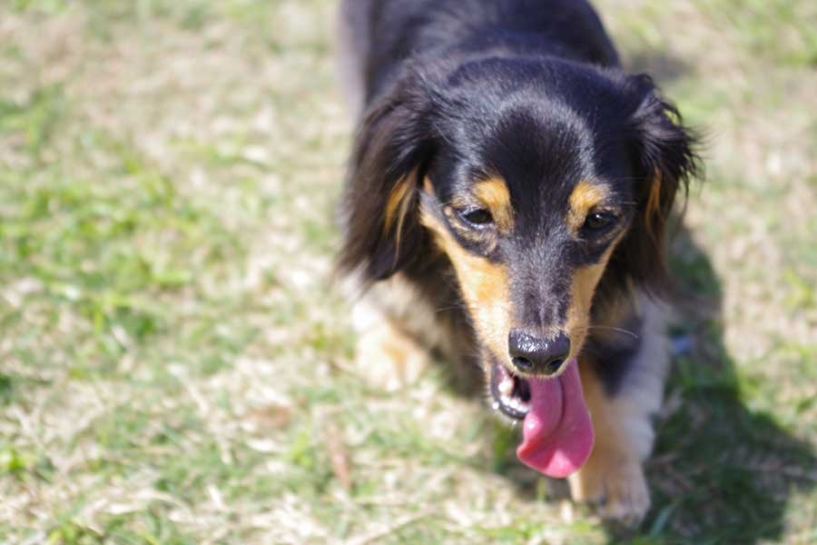 「こんなの虐待」「飼い主の資格無し」炎天下の路上に犬を置き去り…飼い主の男性に批判殺到 | Hint-Pot