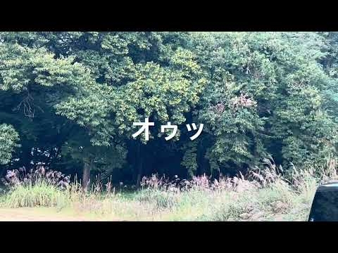 熊の鳴き声