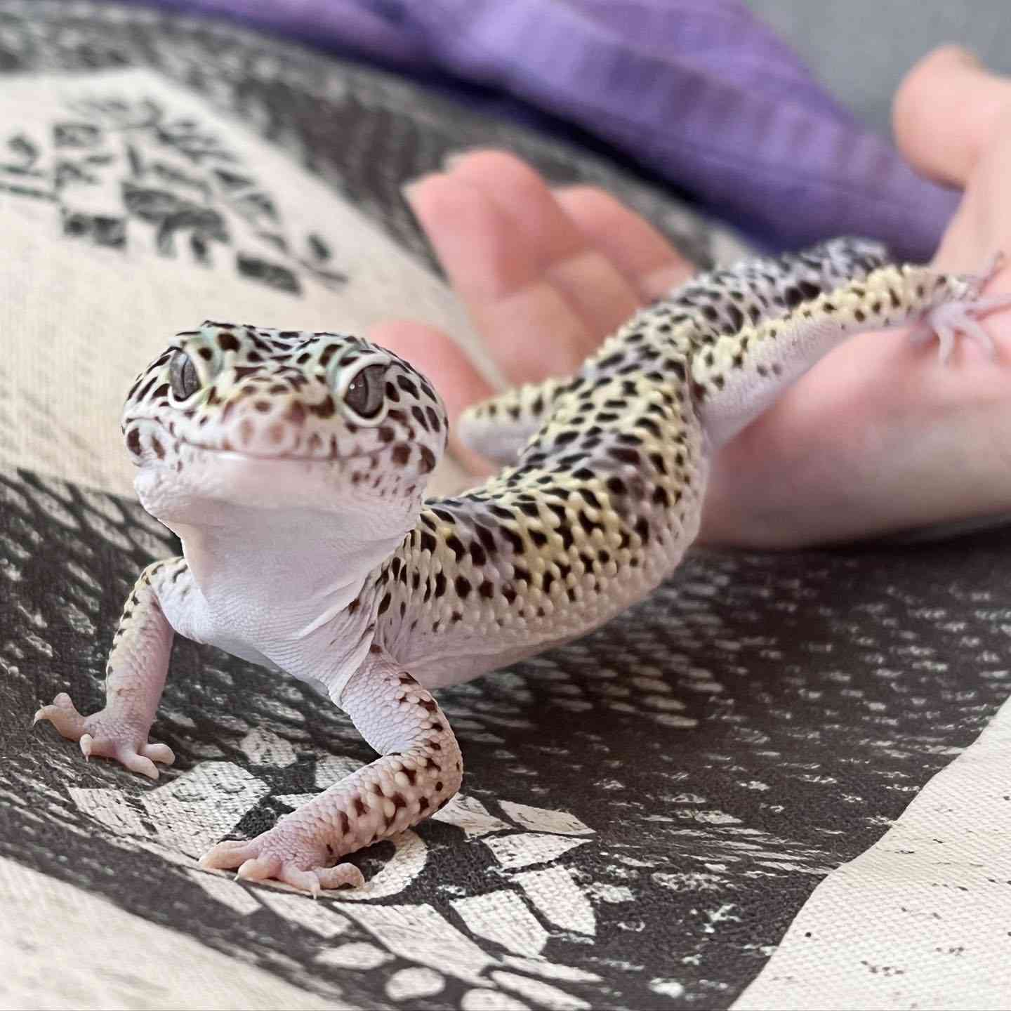 【閲覧注意⚠️】へびや爬虫類の話がしたい