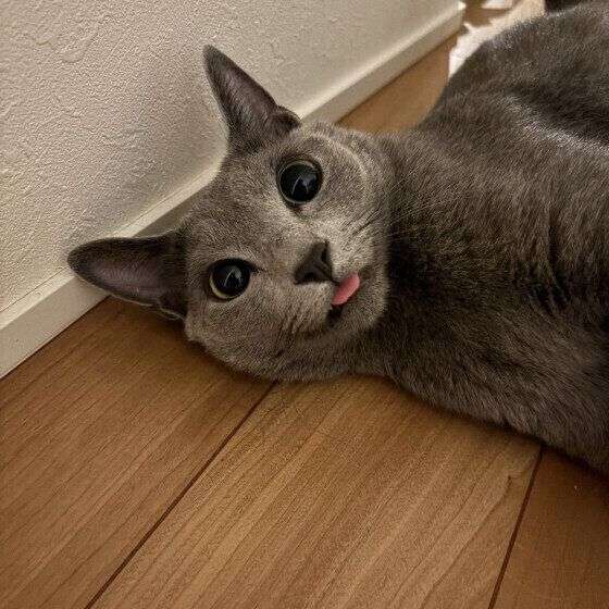 愛猫の表情が笑って見えることはありませんか？　猫の“笑って見える表情”のヒミツを獣医師が解説！