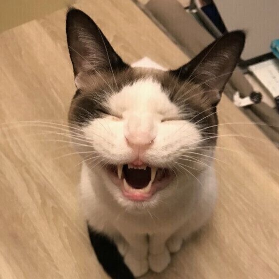 愛猫の表情が笑って見えることはありませんか？　猫の“笑って見える表情”のヒミツを獣医師が解説！（ねこのきもち WEB MAGAZINE） - Yahoo!ニュース