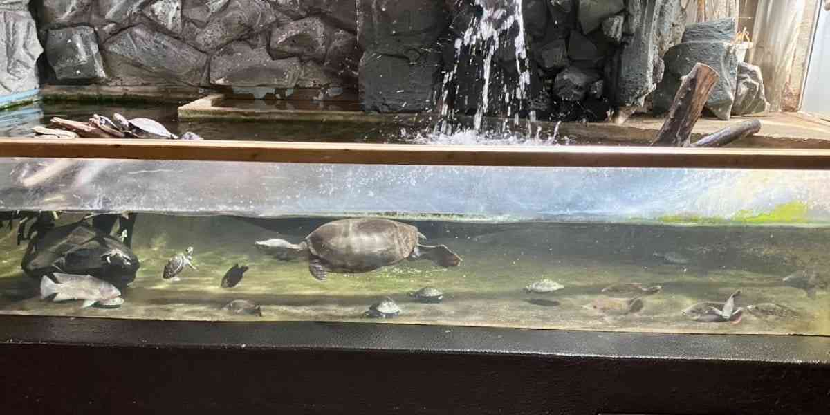 「話が通じない」迷惑客たちに動物園長が苦言　水槽におにぎり吐き出し、カメに唐揚げ…注意しても開き直り