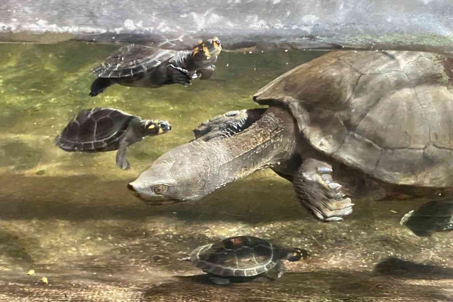 「話が通じない」迷惑客たちに動物園長が苦言　水槽におにぎり吐き出し、カメに唐揚げ…注意しても開き直り