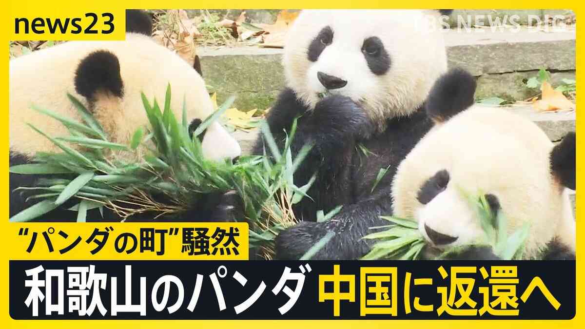 和歌山“パンダの町”が騒然…新たな貸与に中国は前向き？「パンダ外交」の思惑は？【news23】 | TBS NEWS DIG (4ページ)