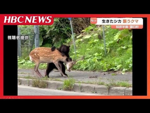 生きたシカを襲うクマ　　国道上でドライバーの目の前で首の辺りに激しく噛みつき　体長１メートルほど、近く子グマもいたという情報　北海道羅臼町