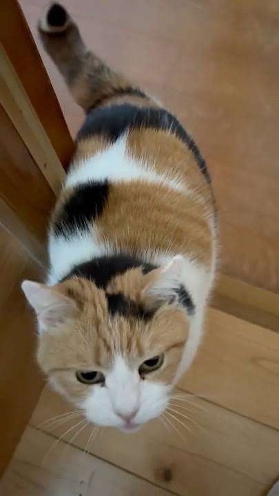 保護猫！教えて下さい。