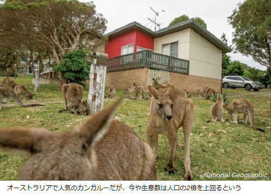 人口の2倍以上！カンガルーが増えすぎて「害獣」に？駆除しなければ生態系が維持できない : サイエンスジャーナル