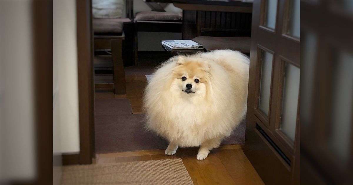 ｢スタンダードより大きく育ってしまった犬｣選手権が開催され様々な犬種のデカ犬が集結する→10kg超のポメラニアン,20kg超のコーギー,30kgの柴犬も - Togetter [トゥギャッター]