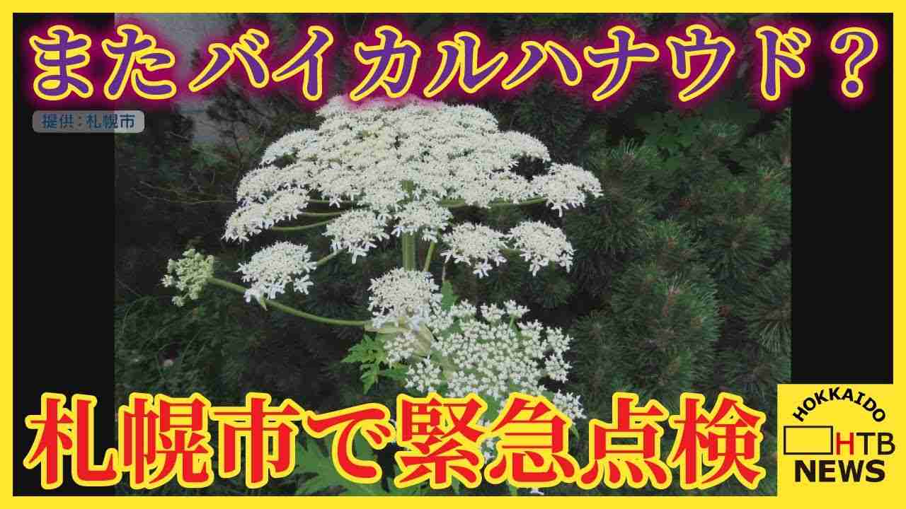 見つけても触らないで! またバイカルハナウドとみられる植物が見つかる 札幌市が緊急点検