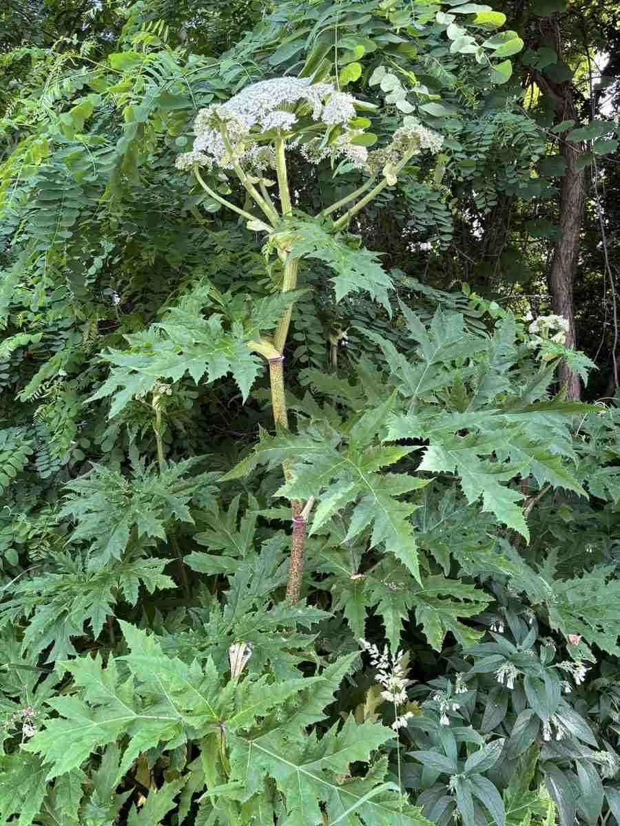 北大に世界一危険な猛毒植物「バイカルハナウド」生育か 国内未確認、調査へ