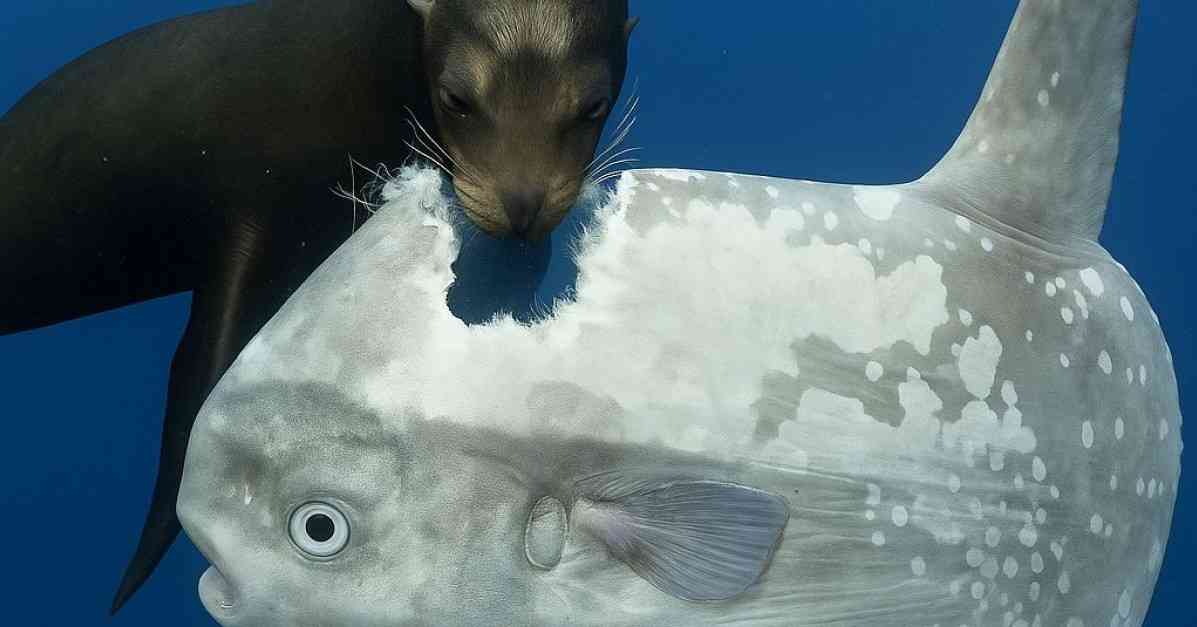 マンボウの〝頭〟をアシカがガブリ　AIフェイクとみられる画像が拡散