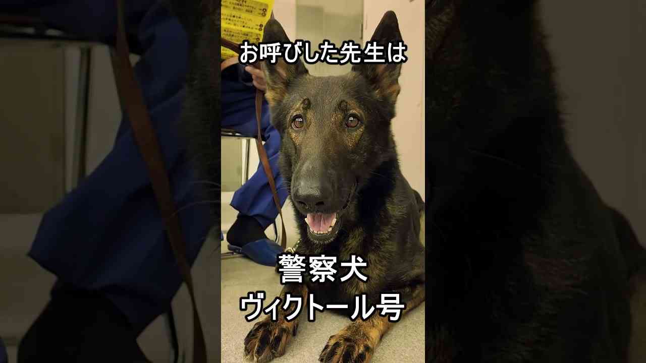 大型犬の画像下さい