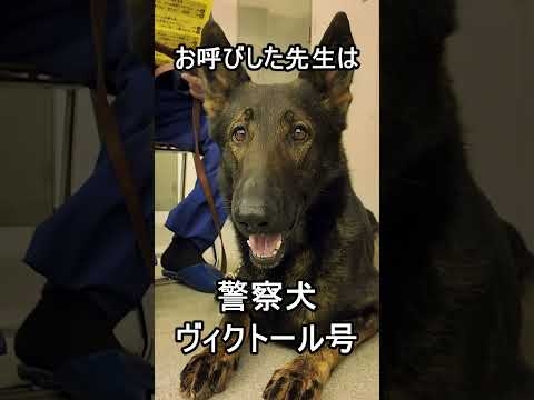 兵庫県警察音楽隊に警察犬がやってきた！【音楽隊】