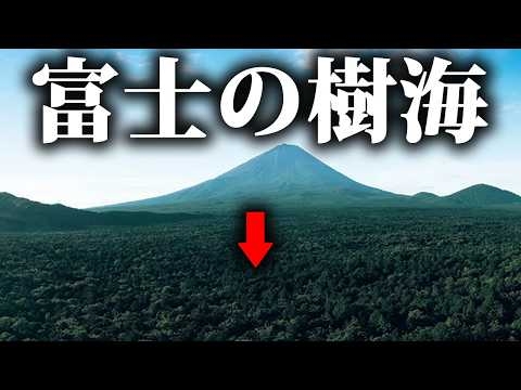 入ったら2度と出られない“富士の樹海”に入ってみると…