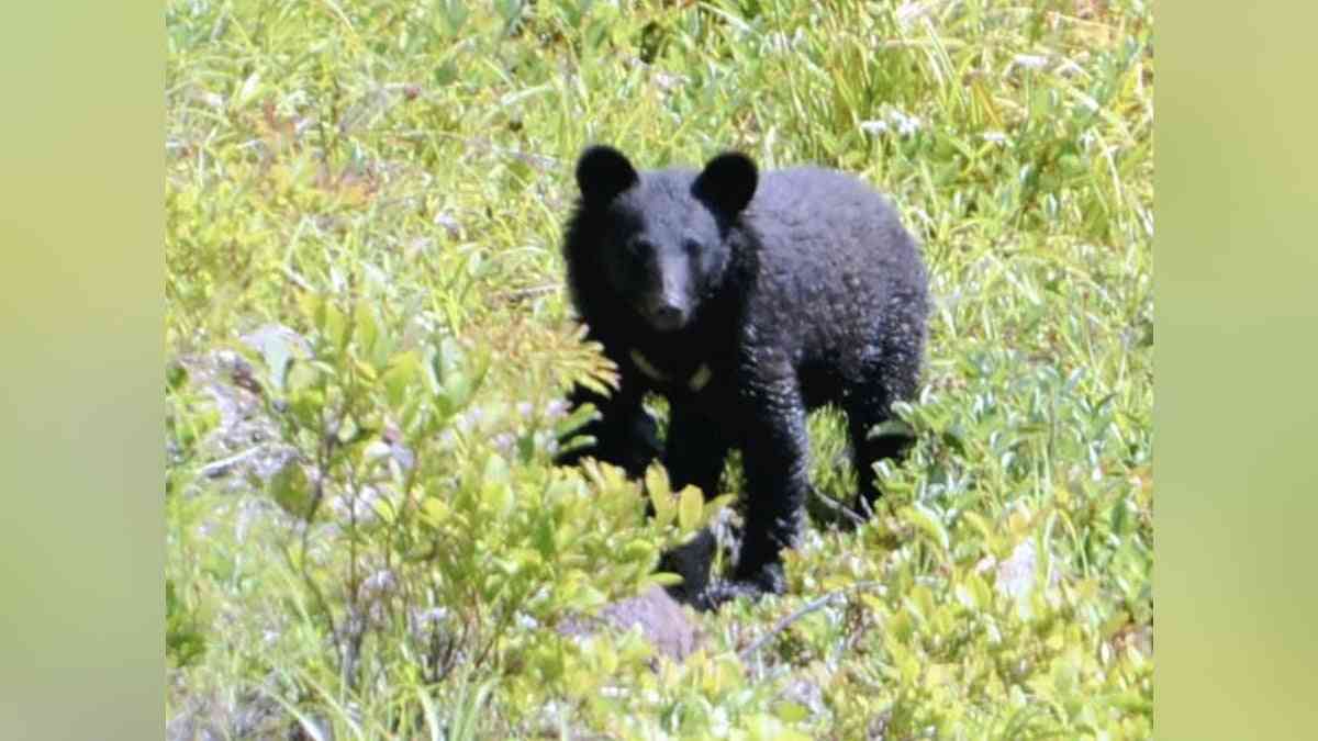 奈良 五條 ８０代女性がツキノワグマに襲われ顔を負傷 : 読売新聞