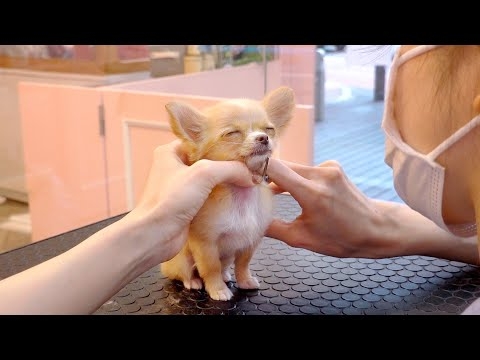 小さな子犬の初めてのトリミング（チワワ トリミング）
