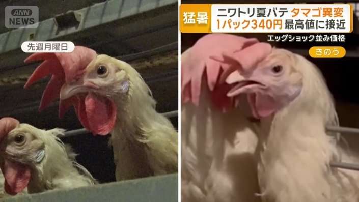 “殻がなく黄身透けた卵” ニワトリも夏バテ…卵に異変　1パック340円で最高値に接近　「エッグショック」再来か