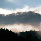 >>198その時撮った異様な光景の写真は今もちゃんも見返せるの？個人的に、木に結ば... | ガールズちゃんねる - Girls Channel -