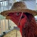 クックハウスokinawa～闘鶏で傷つき捨てられた鶏達の生きる場所～ on X