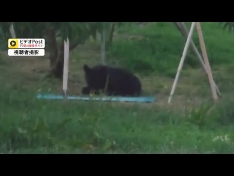 クマが夢中でモモを食い荒らす　登米市で住民が撮影　宮城でクマの目撃相次ぐ (25/08/18 11:47)