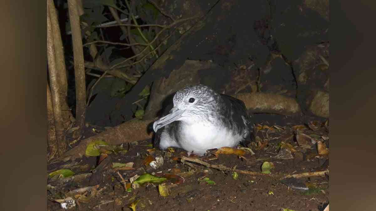 準絶滅危惧種の海鳥、野生化したネコが年3万羽以上捕食か…世界最大の繁殖地・御蔵島で