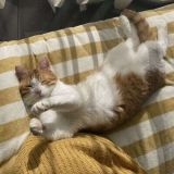 〝かわいそう〟は誤解だった！完全室内飼いが猫にとって幸せな理由
