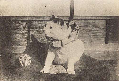 猫の偉いところ自慢トピ