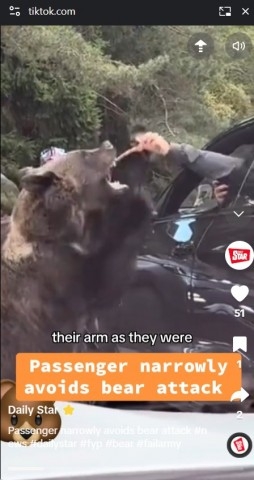 【海外発！Breaking News】「なんて愚か！」車窓からクマに餌を与えた観光客、腕を掴まれ襲われる（ルーマニア）＜動画あり＞ - ライブドアニュース