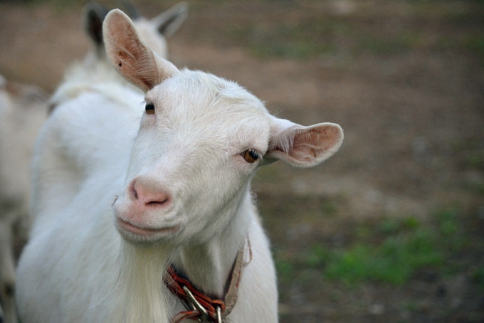 「腕折るけどいくら？」と富豪から…美女インフルエンサーが“ドバイ案件”の過酷な実態を暴露→動画が即非公開、「闇すぎ」とネット騒然