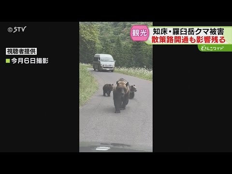 宿泊キャンセル相次ぐ「知床五湖」全面再開も…観光への影響残る　知床・羅臼岳クマ襲撃　背景にエサ不足か