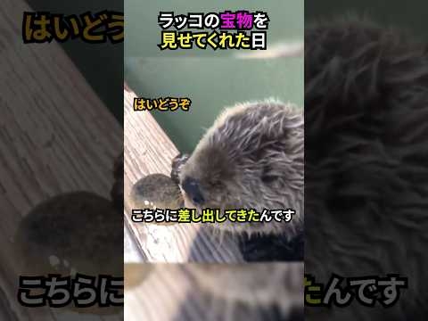 ラッコの宝物を見せてくれた日#ラッコ