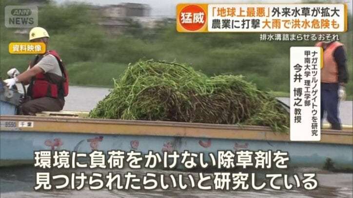 「地球上最悪」外来水草・ナガエツルノゲイトウ拡大 農業に打撃 大雨で洪水危険も