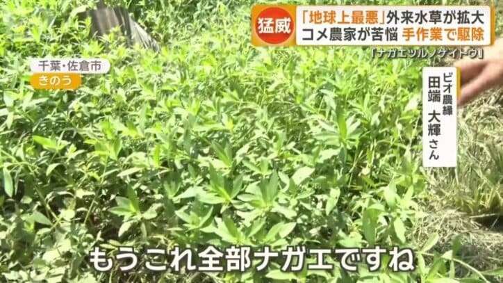 「地球上最悪」外来水草・ナガエツルノゲイトウ拡大 農業に打撃 大雨で洪水危険も
