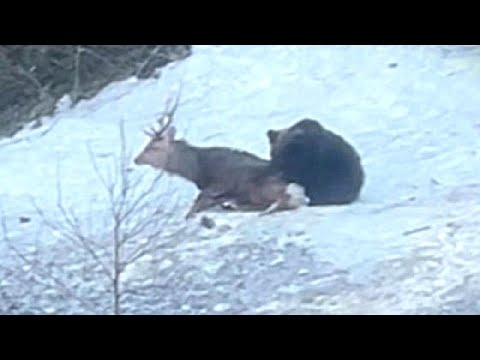 【衝撃動画】観光客の目の前で