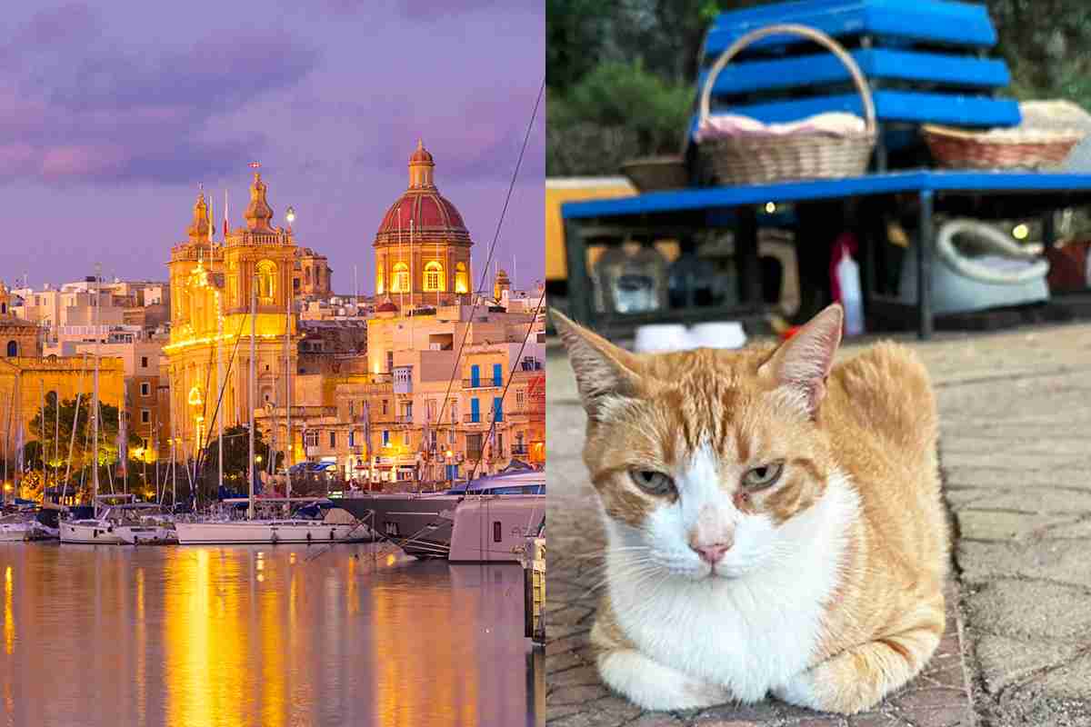 《深夜に猫地面にたたきつける動画》マルタで“猫殺し”容疑で逮捕の慶應卒エリート・オカムラサトシ容疑者の凶行と、マルタ国民の怒号「恥を知れ」「国外に追放せよ」
