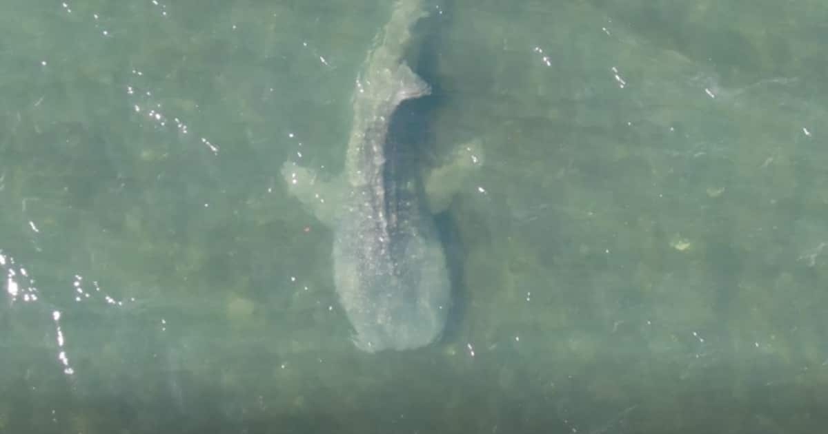 ジンベエザメ「海くん」はなぜ死んだのか　「人間の都合」「かわいそう」放流1カ月の悲劇 - 産経ニュース