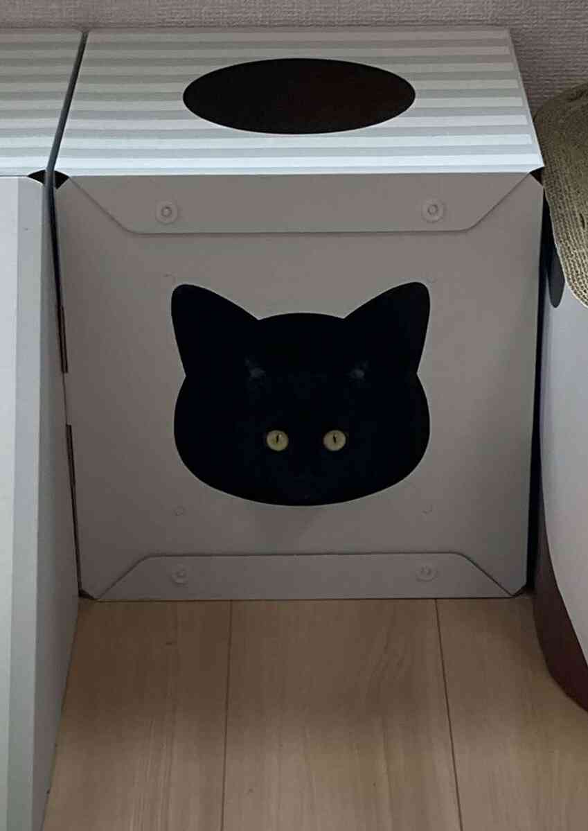 こちらをガン見してるような画像トピ