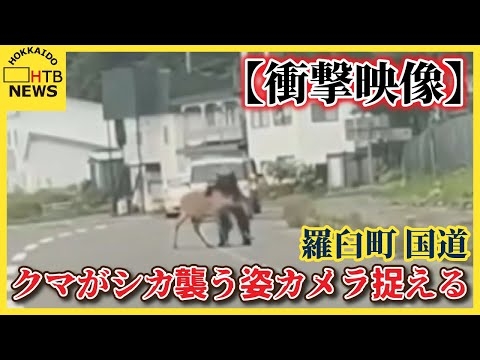 【衝撃映像】国道上でクマがシカを襲う姿カメラ捉える　体長1.2ｍ、体重94Kg　クマはその後駆除　羅臼町