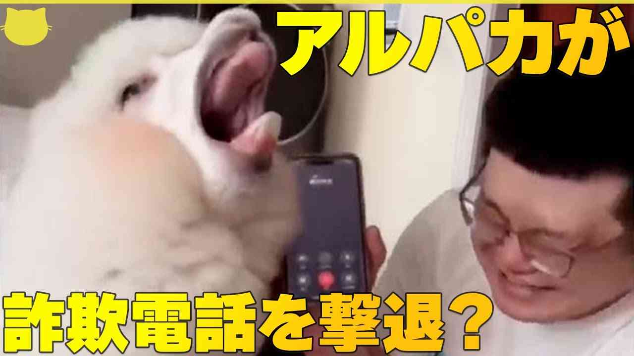 【芸能人の画像禁止】笑いのツボが浅いガル民に見せたい画像やgifが集まるトピ【悪意禁止】part9